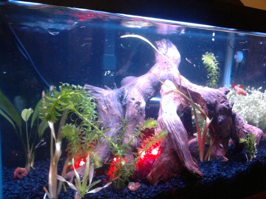 Rated #204: 10 Gallons Planted Tank - 10 gallon tank with 2 albino bichir, a senegal bichir, a rummy nose, 2 gold sharks, a platinum angel fish, an albino bushynose pleco and an albino rainbow shark