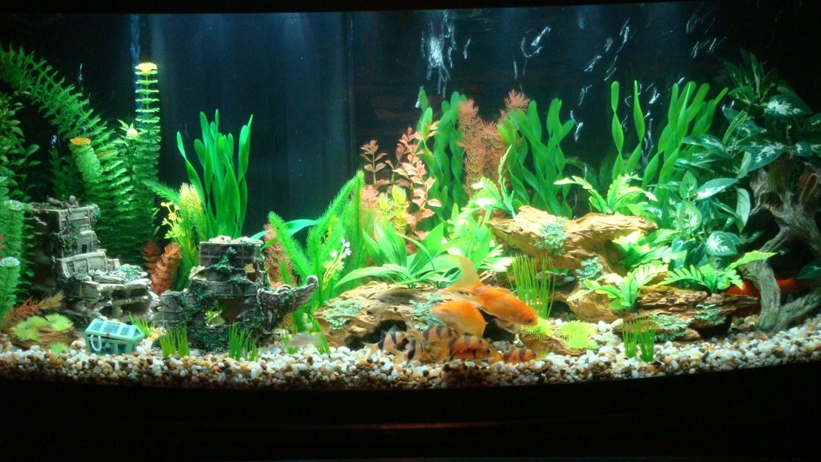 72 gallons freshwater fish tank (mostly fish and non-living decorations) - Tank Finally cycled. Fish now have a bigger home