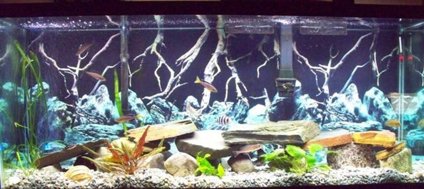 Rated #109: 46 Gallons Freshwater Fish Tank - 55 gallon Tanganyika Community Tank