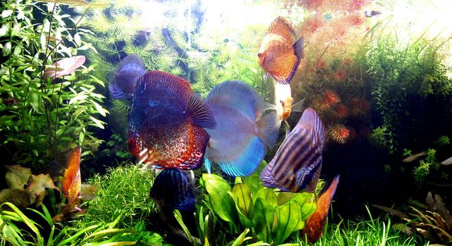 freshwater fish - symphysodon sp. - red marlboro discus stocking in 75 gallons tank - Lovely!