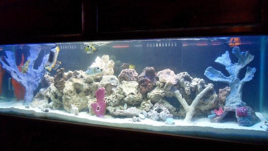 Rated #8: 125 Gallons Saltwater Fish Tank - my 125 fish tank with 45 gallon sump