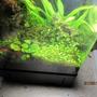 135 gallons planted tank (mostly live plants and fish) - 1.5