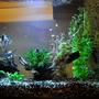 45 gallons planted tank (mostly live plants and fish) - Coming along