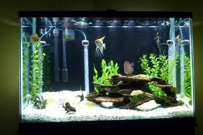 45 gallons freshwater fish tank (mostly fish and non-living decorations) - 45 gal freshwater.  4 Angels, 2 Discus, 2 Rams, 1 Pleco. Marineland LED light.  Under-gravel and power filters.