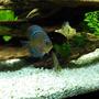 freshwater fish - symphysodon sp. - pigeon blood discus stocking in 45 gallons tank