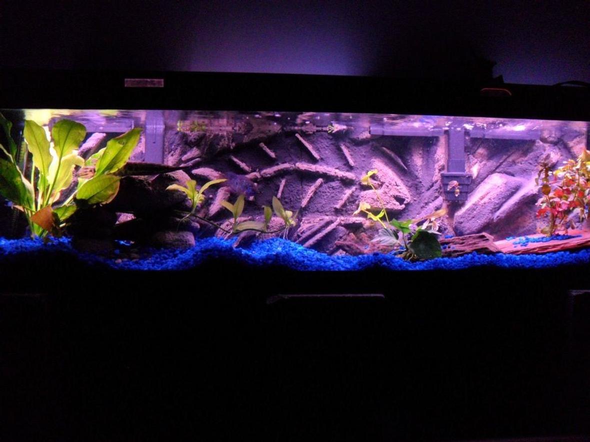 33 gallons freshwater fish tank (mostly fish and non-living decorations) - 3d Background turned out awesome!Check out the up close picture of the fish bones.Just something different comparing all the other great tanks here.