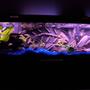33 gallons freshwater fish tank (mostly fish and non-living decorations) - 3d Background turned out awesome!Check out the up close picture of the fish bones.Just something different comparing all the other great tanks here.
