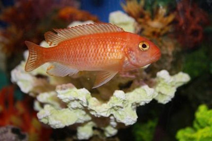 Rated #9: Freshwater Fish - Pseudotropheus Estherae - Red Zebra Cichlid Stocking In 55 Gallons Tank - Zebra African Cichlid