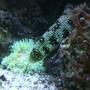 saltwater fish - echidna nebulosa - snowflake eel stocking in 75 gallons tank - My eel trying to steal dinner from my sebae anemone