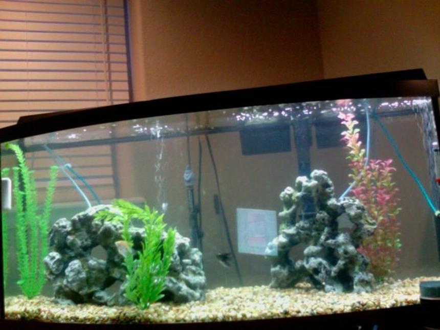 Rated #249: 75 Gallons Freshwater Fish Tank - newest photo...not a great one though.