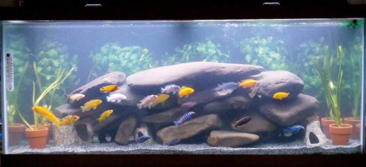 75 gallons freshwater fish tank (mostly fish and non-living decorations) - mbuna aquarium