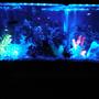 fish tank picture - 55 gallon freshwater tank!!my ew hobbie!!i love it!my new l.e.d blacklight system 55 gallon!!