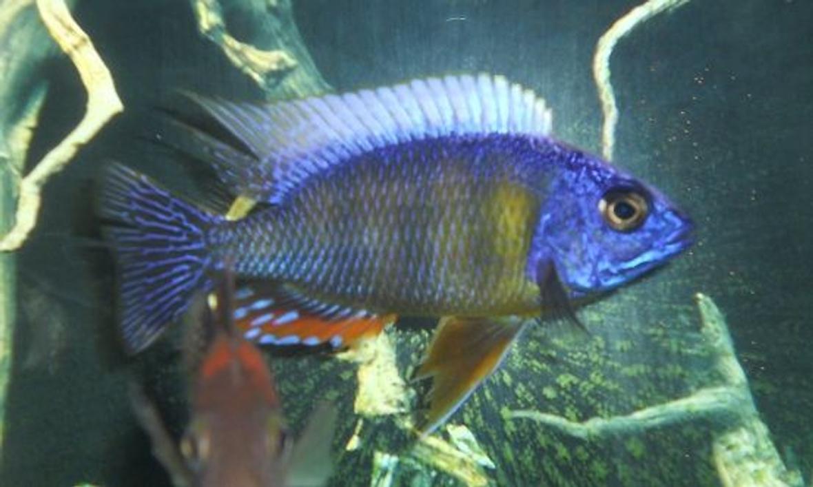 freshwater fish - protomelas steveni - taiwan reef stocking in 54 gallons tank - Taiwan Reef