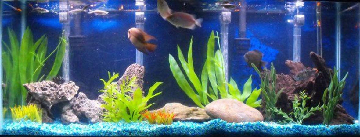 55 gallons freshwater fish tank (mostly fish and non-living decorations) - My new world cichlid tank.