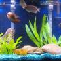 55 gallons freshwater fish tank (mostly fish and non-living decorations) - My new world cichlid tank.