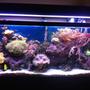 55 gallons reef tank (mostly live coral and fish) - Front view - a little blurry