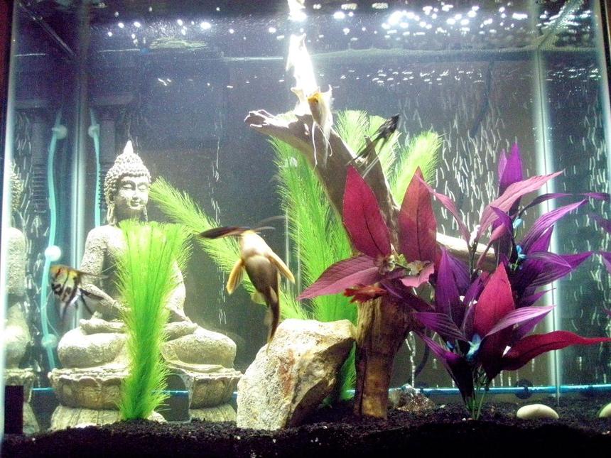 Rated #209: 30 Gallons Freshwater Fish Tank - after substrate change-out today