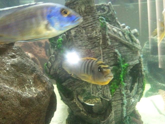 freshwater fish - labidochromis sp. - hongi stocking in 63 gallons tank - hongi and peacock