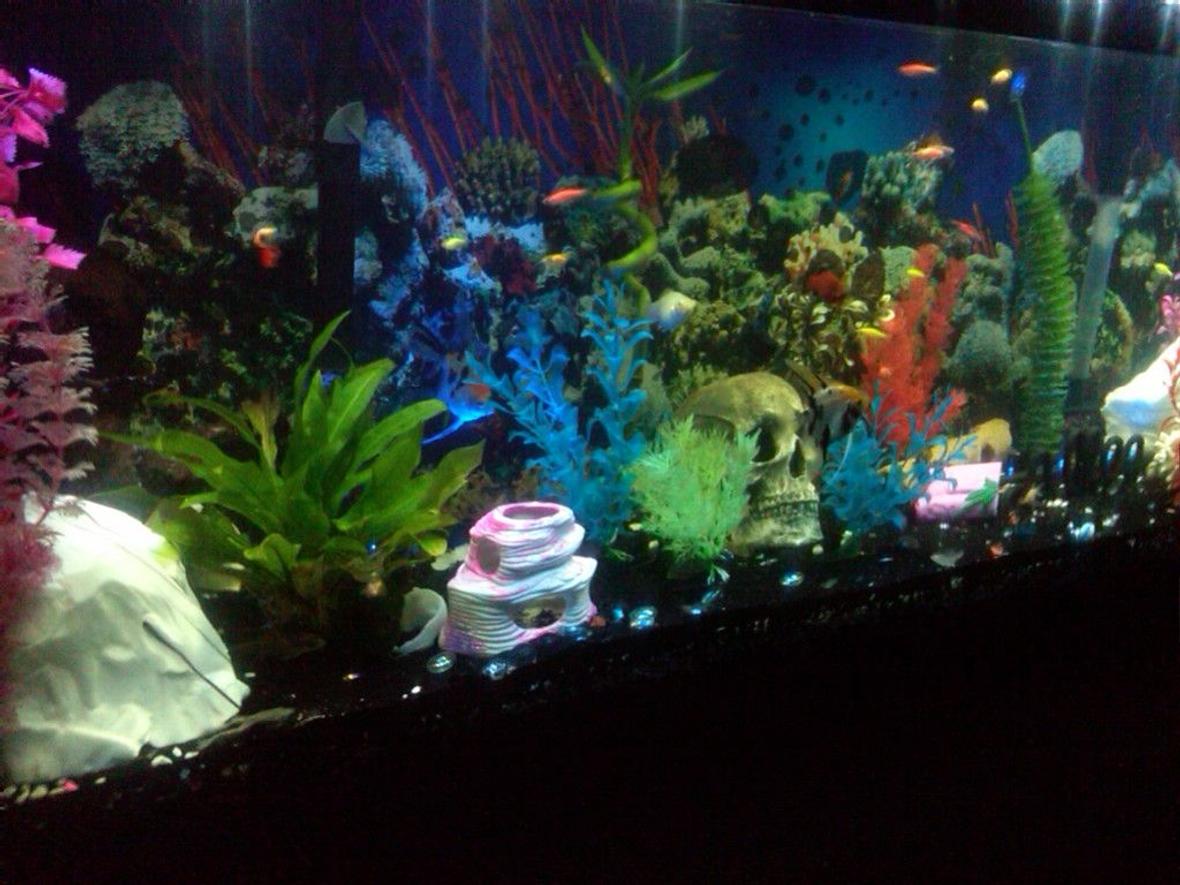 55 gallons freshwater fish tank (mostly fish and non-living decorations) - my 55 gallon freshwater tank!