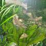 fish tank picture - Tiger Lotus