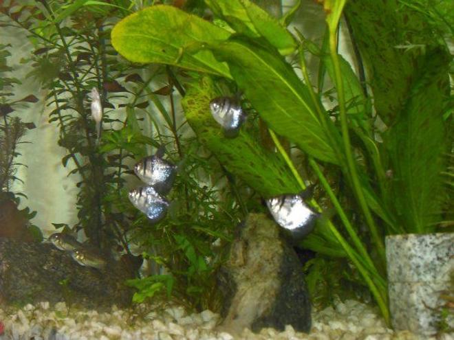freshwater fish - gymnocorymbus sp. - black skirt tetra stocking in 55 gallons tank - Random shot