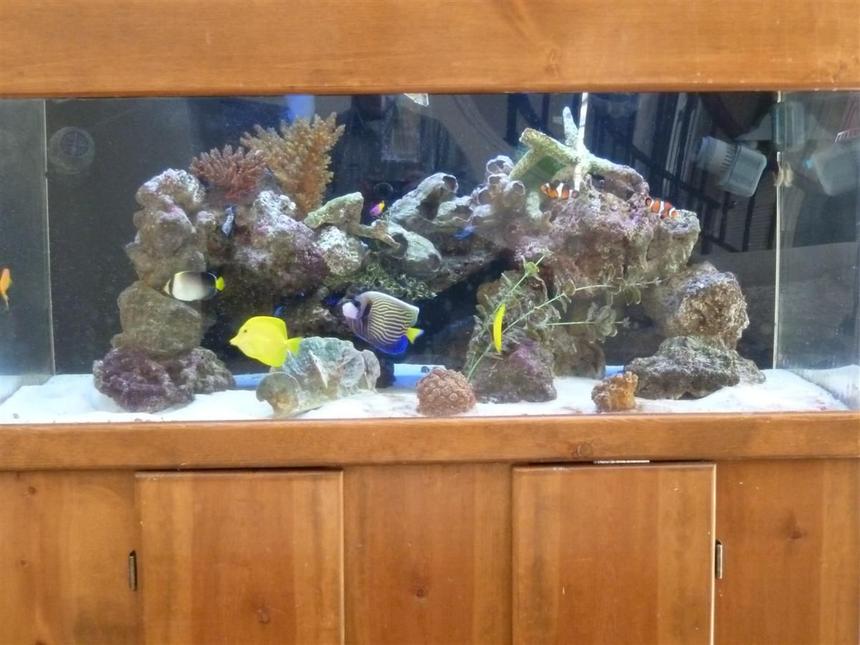 Rated #72: 100 Gallons Reef Tank - wide 100 gallons tank with Emperor, tangs, angels.