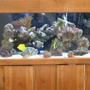 100 gallons reef tank (mostly live coral and fish) - wide 100 gallons tank with Emperor, tangs, angels.