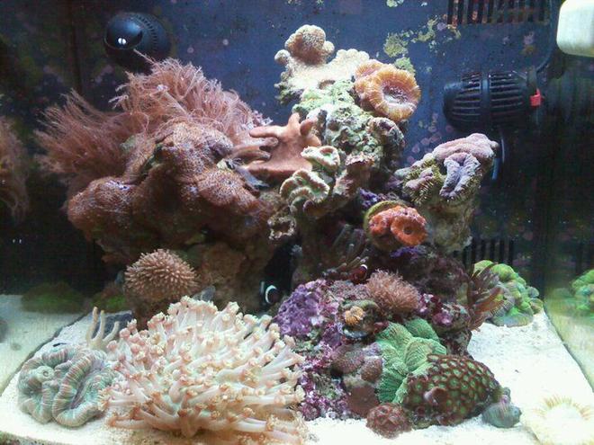 14 gallons reef tank (mostly live coral and fish) - 14 gallon bio cube tank