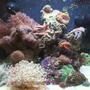14 gallons reef tank (mostly live coral and fish) - 14 gallon bio cube tank