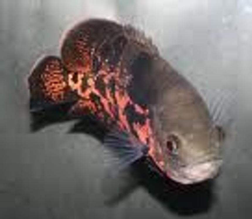 Rated #94: Freshwater Fish - Astronotus Ocellatus - Tiger Oscar Stocking In 15 Gallons Tank - tiger oscar