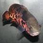 freshwater fish - astronotus ocellatus - tiger oscar stocking in 15 gallons tank - tiger oscar
