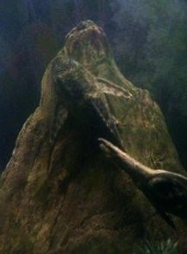 freshwater fish - glyptoperichthys gibbiceps - sailfin pleco (l-83) stocking in 46 gallons tank - Pleco!