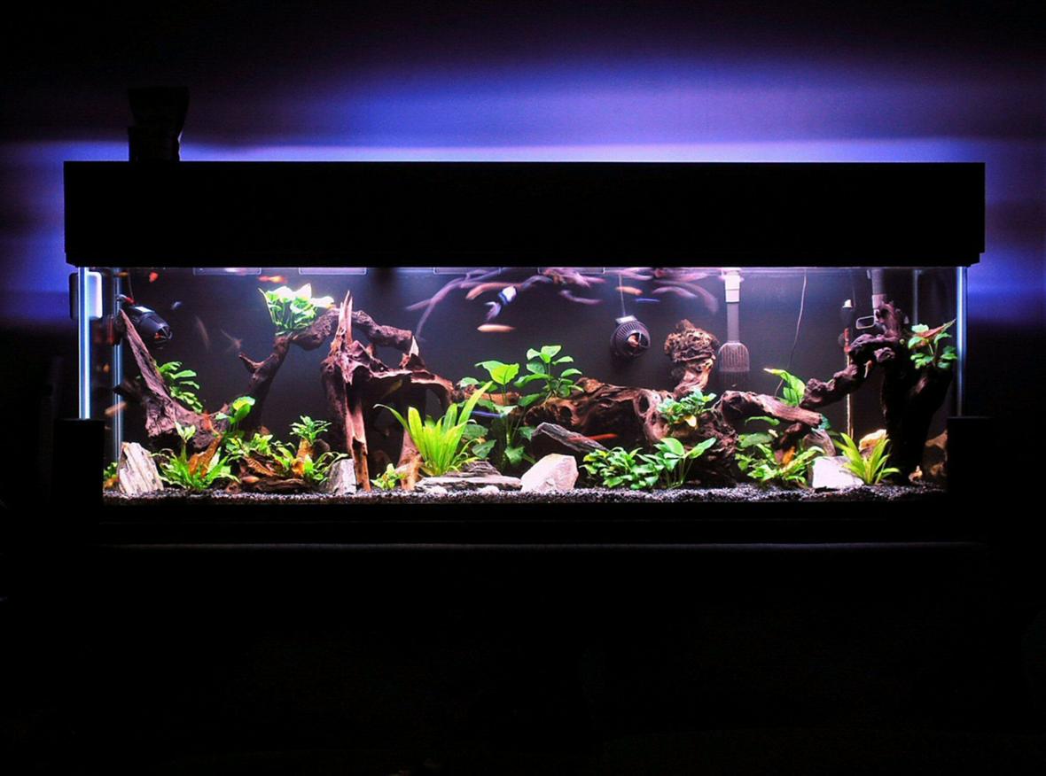 125 gallons freshwater fish tank (mostly fish and non-living decorations) - I have gotten lost in this magical place MANY a night. On a side note, If you try to enlarge this picture or use the magnifier it gets very grainy. I have never had this problem before with any of my past entries. If someone knows how to fix this issue that would be fantastic.