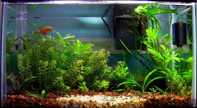 10 gallons planted tank (mostly live plants and fish) - Planted tank