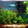 10 gallons planted tank (mostly live plants and fish) - Planted tank