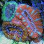 corals inverts - acanthastrea lordhowensis - lordhowensis coral stocking in 240 gallons tank - Various Acans