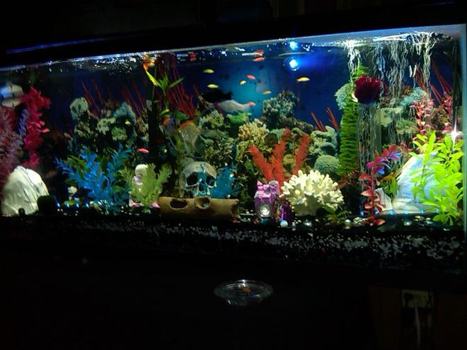 55 gallons freshwater fish tank (mostly fish and non-living decorations) - freshwater community 55 gallon tank!!