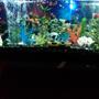 fish tank picture - my lovely 55 gallon tank!!for the lil ones in the family...they love to feed them!!!and just watch the tank and most of the times will put everyone in a good and soothing mood!!!