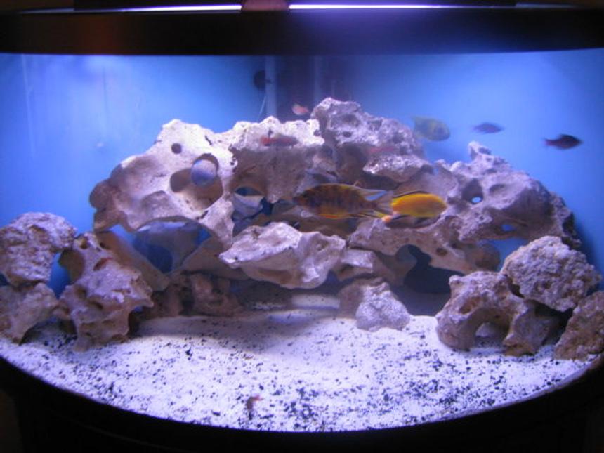 Rated #70: 92 Gallons Freshwater Fish Tank - My 92 gallon Malawi cichlid tank