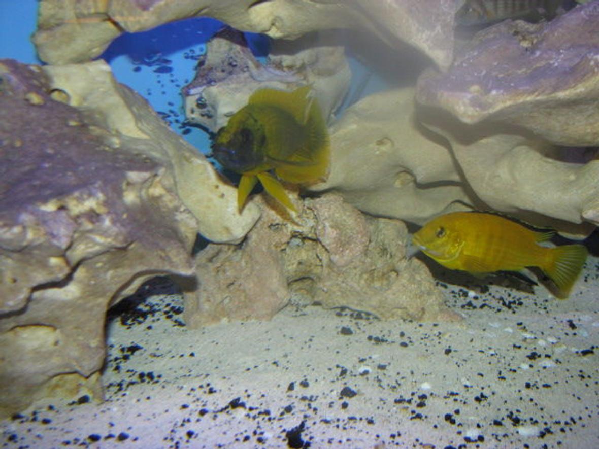 freshwater fish - labidochromis caeruleus - electric yellow cichlid stocking in 92 gallons tank - Yellow Lab & Lemon Jake