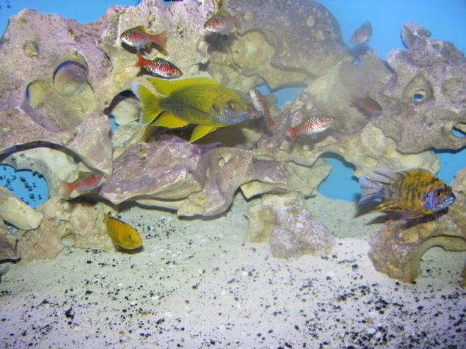 freshwater fish - aulonocara mamelela - lemon jake stocking in 92 gallons tank - Oddesa Barbs and cichlids