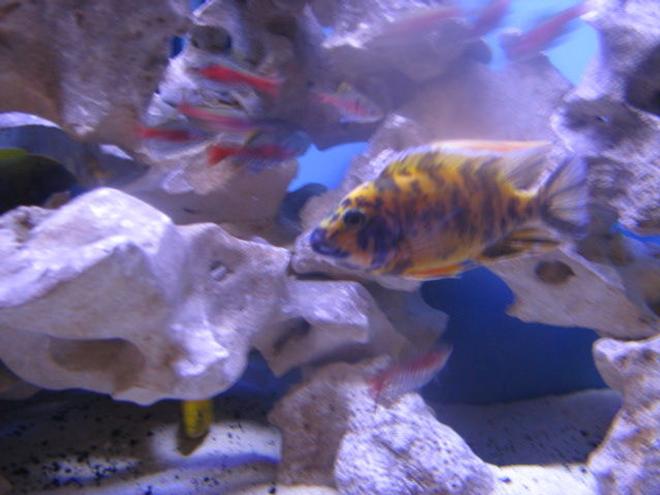 freshwater fish - aulonocara nyassae var. - peacock cichlid, orange blossom stocking in 92 gallons tank - OB Peacock