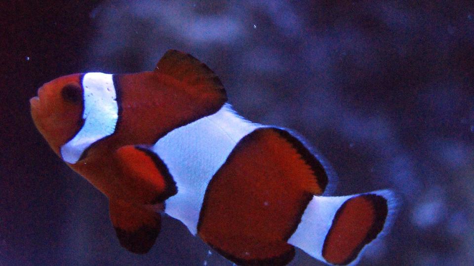 saltwater fish - amphiprion ocellaris - ocellaris clownfish stocking in 100 gallons tank - my clown "omen"