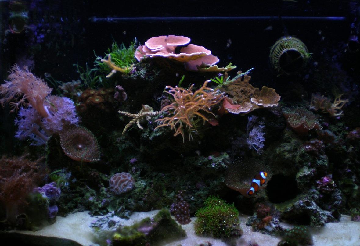 29 gallons reef tank (mostly live coral and fish) - Ghurlag's 29g Reef FTS