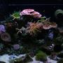 29 gallons reef tank (mostly live coral and fish) - Ghurlag's 29g Reef FTS