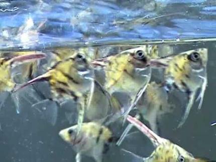 freshwater fish - pterophyllum sp. - koi angel stocking in 43 gallons tank - young angelfish feeding