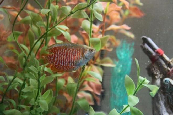 freshwater fish - colisa lalia - dwarf gourami stocking in 35 gallons tank - dwarf gourami