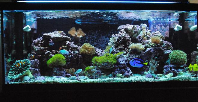 75 gallons reef tank (mostly live coral and fish) - 1/16/11