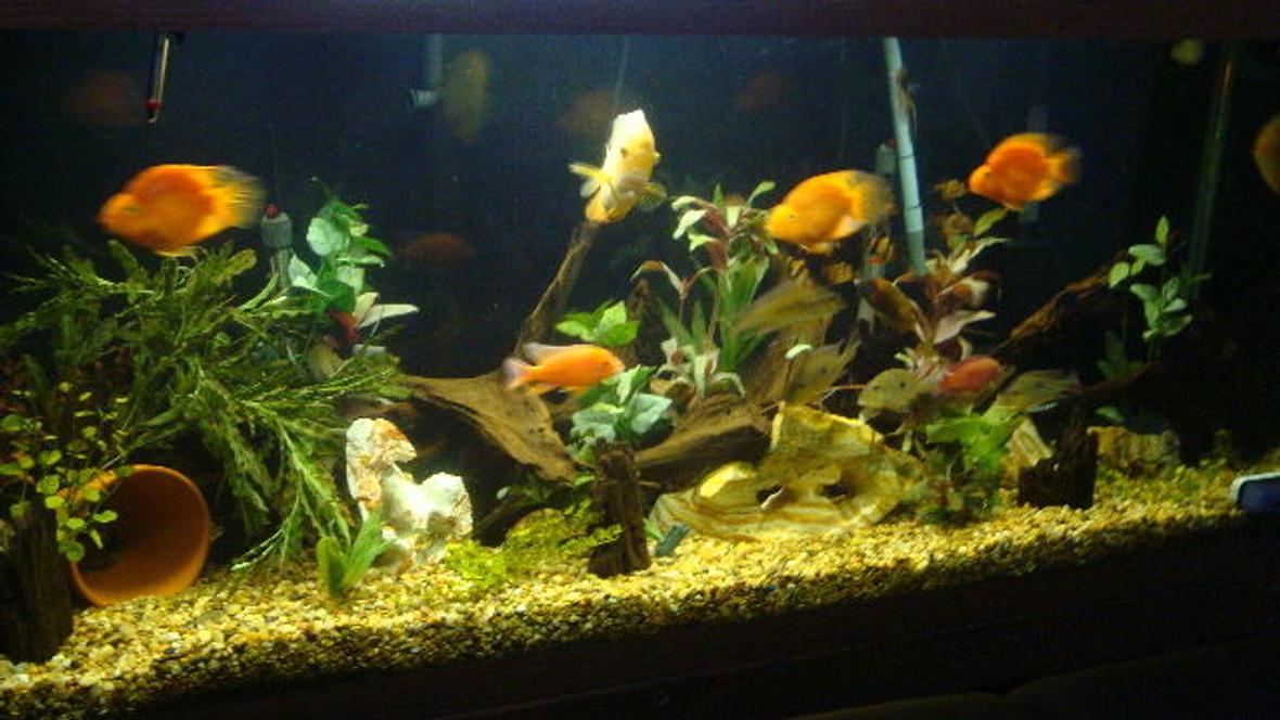 150 gallons freshwater fish tank (mostly fish and non-living decorations) - 150 gal mostly cichlid community tank
