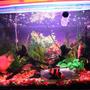 5 gallons freshwater fish tank (mostly fish and non-living decorations) - NA